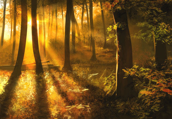 sunlit forest scene